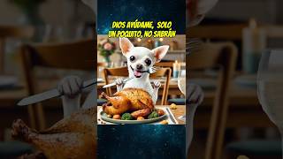 El perrito hambriento 🥘 shortsviral perros mismascotas mascotas chihuahua babypet perros [upl. by Ladew]