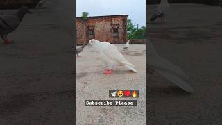 High Flyer Kabutar Attitude 🕊️🥵attitudeshayari pigeonlover shorts ytshorts trending video [upl. by Llohcin474]