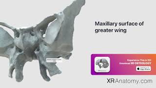 Maxillary surface of greater wing of sphenoid bone [upl. by Noelopan]