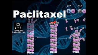 Paclitaxel Mechanism of action⑦ [upl. by Eissat]