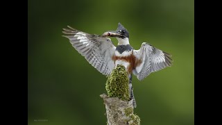 KINGFISHER LOOKOUT PERCH PHOTOGRAPHY [upl. by Eseret]