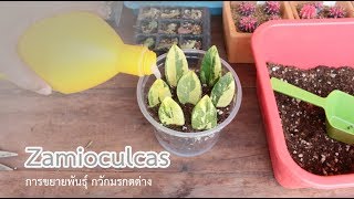 วิธีขยายพันธ์ุ กวักมรกตด่าง  Zamioculcas l EP1 l [upl. by Viguerie873]