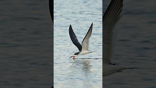 Black skimmer silently skimming its way towards a meal [upl. by Acirtal]