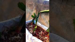 How to use EPSOM SAIT for dragon fruit plant fertilizer 💥 [upl. by Pasia]