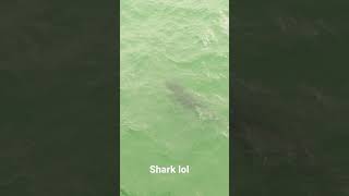 Okaloosa Island Pier shark [upl. by Osric8]