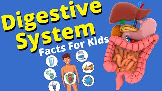 Digestive System For Kids  Human Digestive System [upl. by Starling]