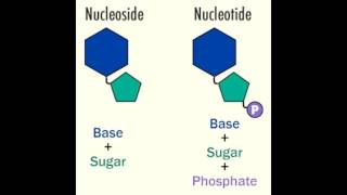 Nucleoside vs Nucleotide [upl. by Dnalevelc]