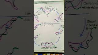 Life cycle of Trypanosoma gambiense bsc 3rd year zoology notes Pdf link in description shorts [upl. by Volotta196]