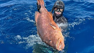 Spearing a big Cubera Snapper offshore [upl. by Nayhr]