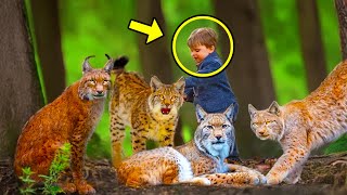 Hunters Son Rescued Lynx Cubs From Poachers Then They Repaid Him In A Shocking Way [upl. by Cirdet]