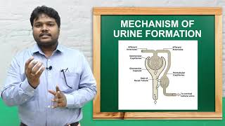 Mechanism of urine formation I BSc  1st Year Anatomy amp Physiology [upl. by Tsirhc]