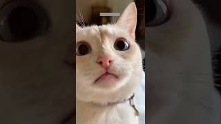 Funny Cats 2024 😅 viral 🐱 CazyFunnyCats Episode 9340 [upl. by Radferd]