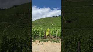 The Hermitage Hill  a View while Ascending frenchwine syrah rhonewine [upl. by Lebbie]