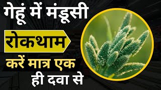 how to control phalaris minor in wheat।गेहूं में मंडूसी रोकथाम करने का सही तरीका।awkira herbicide [upl. by Mayyahk]