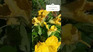 Organic edible flowers and leaves calmdown organic health healthy subscribe [upl. by Einahpet]