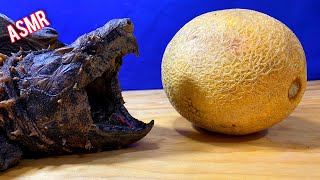 ASMR Turtle Tortoise Eating Fruit MELON 🐢 ASMR Animal [upl. by Ruddy21]