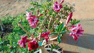 ROSA DO DESERTO TS301  BERINJELA  PURPLE PLUM  CRIS SANTA E MUITO MAIS VENHA CONFERIR 🥰😍🥳 [upl. by Afton]