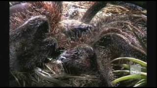 Tarantula Molting amp Feeding [upl. by Sibel972]