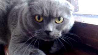 angry cat British Shorthair [upl. by Phio]