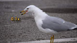 Ringbilled Gull Larus delawarensis call slowed down to 01x speed [upl. by Figueroa160]