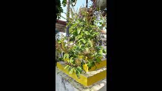 tulsi shortviral laher laher leharai mere agn ki tulsi 🙏🏻 shortviral [upl. by Aushoj279]