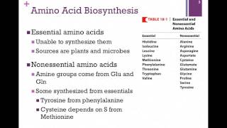 135Overview of Amino Acid Biosynthesis [upl. by Menell875]