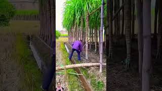 sugarcane asmrvideo asmrsounds asmreating viralvideo amazing skills shorts short [upl. by Hilary]