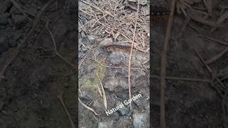 Millipedes Videofull video check out in video nature beauty millipede [upl. by Maise]