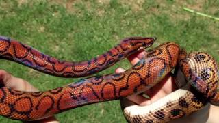 SYCS Brazilian Rainbow Boa quotKuychiquot [upl. by Riplex586]