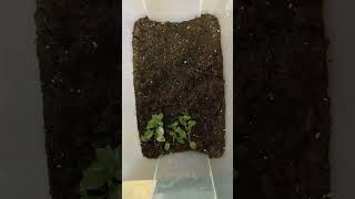 How To Grow Emersed Aquarium Plants Ludwigia Repens 🌱 [upl. by Hayn859]