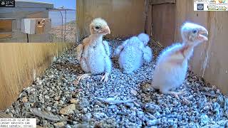 Lesser kestrel nestlings steals a large grasshopper from sibling LIVE Lesser Kestrel Israel CAM [upl. by Kavanagh]