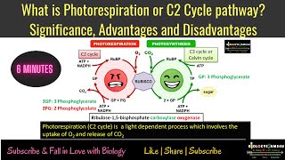 What is Photorespiration or C2 Cycle pathway Significance Advantages and Disadvantages [upl. by Hopfinger]