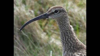 Regenwulp  Eurasian Whimbrel  Arnarstapi Iceland  14062024 [upl. by Acinyt]