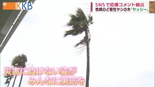 【ど根性】台風負ケヌ ヤシの木「ヤッシー」 SNSで話題！？ [upl. by Lytton479]