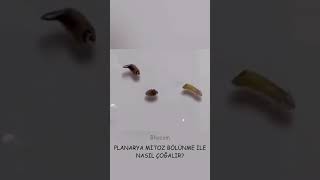 PLANARYA MİTOZ BÖLÜNME İLE NASIL ÇOĞALIR TEK HÜCRELİLERDE MİTOZ BÖLÜNME [upl. by Hux]