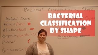 Bacteria Classification by Shape [upl. by Dael575]