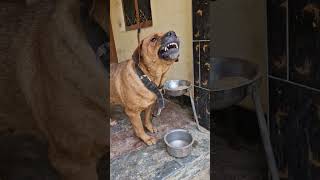 Dog barking sound shorts viralvideo dailyshorts viralshort trending pets [upl. by Hutson]