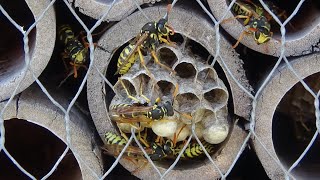 Polistes dominula  Christ 1791  Vespidae  Guêpe [upl. by Auos151]