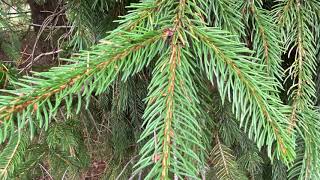 Picea abies Pinaceae Norway spruce [upl. by Lurline353]