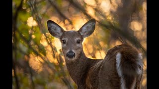 Find out if you won a Maine anydeer permit [upl. by Cuttler213]