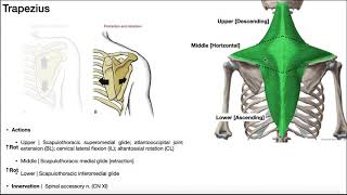 The Trapezius EXPLAINED  Origin Insertion Action amp More [upl. by Cora]