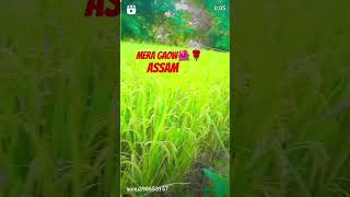 Mera gaow 🥰🥰🥰🥰love viralvideo short subscribe [upl. by Erina]