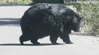 Chunky Bear Strolls Across Road  ViralHog [upl. by Ahsaetal278]