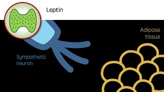 Leptin  The Appetite Hormone [upl. by Zacharie]