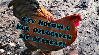 Czy Hodowla Kur Ozdobnych się opłaca 🐓🐔💲💸 [upl. by Burchett]