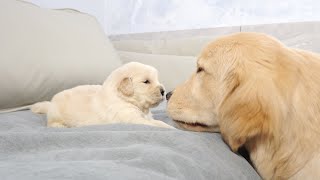 Golden Retriever Puppy Meets Brother Ten Times Older Than Him for First Time [upl. by Alamap]