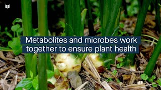 Plant metabolites influence how the plant microbial community forms [upl. by Enialem]