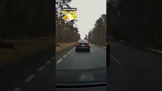 Стадо оленей сбило машину 🦌🚙⚠️ [upl. by Onailil]