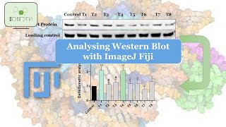 Revolutionize Your Western Blot Analysis Learn How to Perform Densitometry with ImageJ [upl. by Tongue]