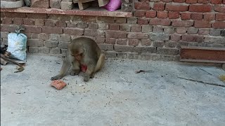 Langoor Bandar  Monkey Funny Comedy Short Video  Langur Monkey [upl. by Anwahsiek]